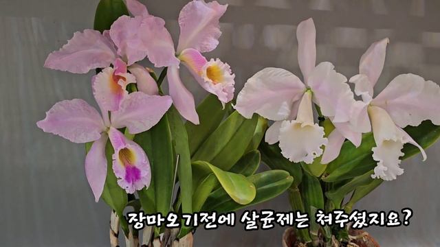 Cattleya Gaskelliana/Cattleya Warneri