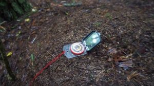 Проверка определения сторон света по муравейнику в лесу