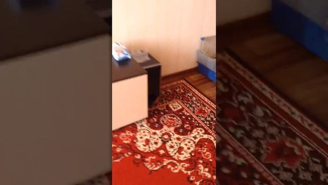 Кролик залез в буфер/funny bunny смотреть онлайн