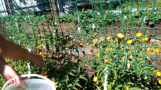 Календула. Ноготки. Заготовка. #суфикс