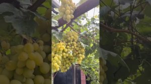 Виноград Миланка 2022