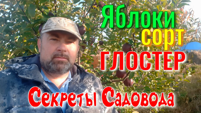 Яблоки Сорт ГЛОСТЕР. Фильм 1. Знакомство с Сортом. "Секреты Садовода" смотреть онлайн