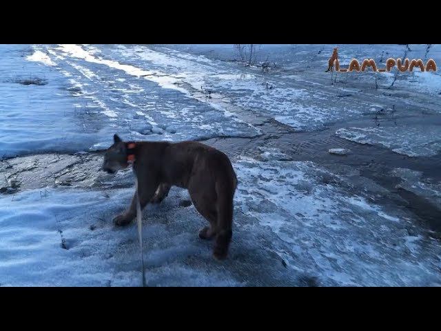 Пума Месси. Весеннее половодье. Cougar Messi.Spring flood