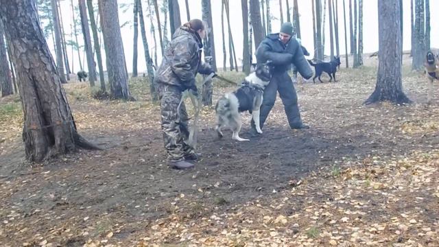 Чужой против Хищника.Б.Ижора 28.10.17. смотреть онлайн