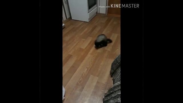 Хонорик Филя. Вот какие эмоции у Фили после принятия ванны? смотреть онлайн