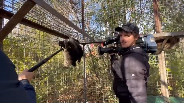 Еноты из Херсона НЕ ХОТЕЛИ ВЫХОДИТЬ, но потом очень быстро освоились в новом вольере! смотреть онлайн