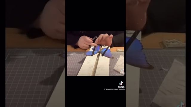 Blue Morpho Butterfly Pin (Morpho Didius) #shorts смотреть онлайн