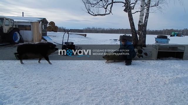 ПЕРВЫЕ ЛАСТОЧКИ. ГОСТИ НА БИО-ФЕРМЕ МАНГАЛИЦА смотреть онлайн
