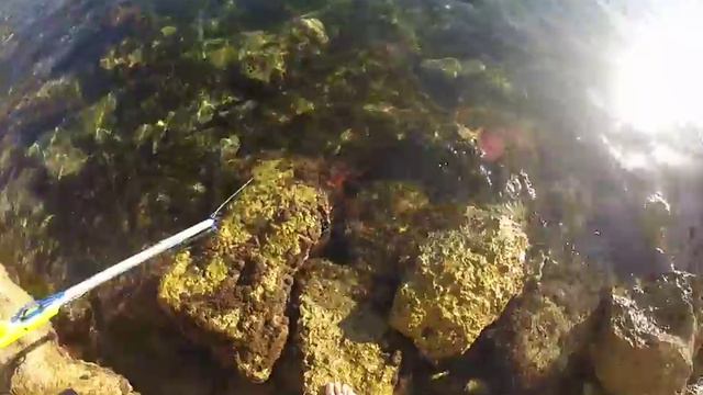 Пальма Де Майорка. Первый осьминог смотреть онлайн