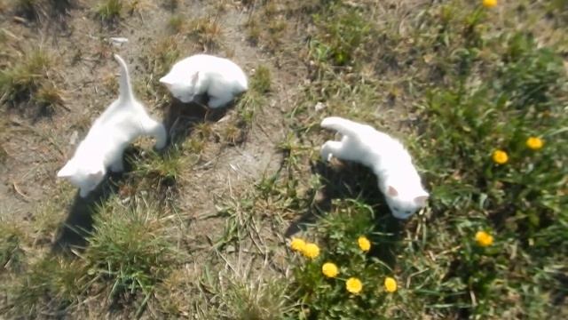 Три котенка. Первая прогулка на улице. смотреть онлайн