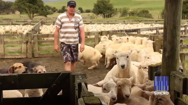 Simcro Oral Drencher смотреть онлайн