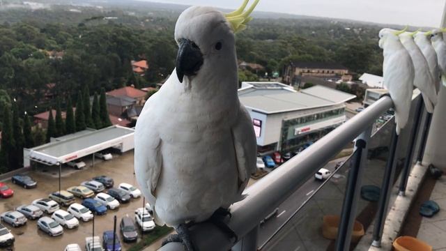 Noisy Cockatoo morning смотреть онлайн