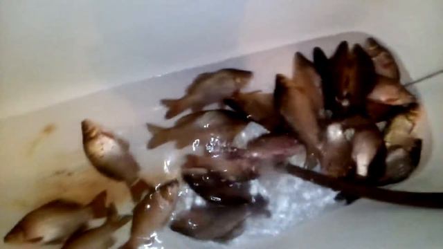 Караси в ванной смотреть онлайн