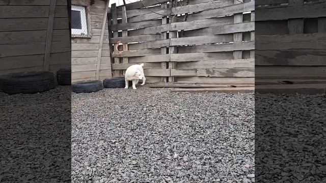 Щенок Алабая средниазиатской овчарки девочка Алабай девочка Айгюль Гаяр Гаяс смотреть онлайн