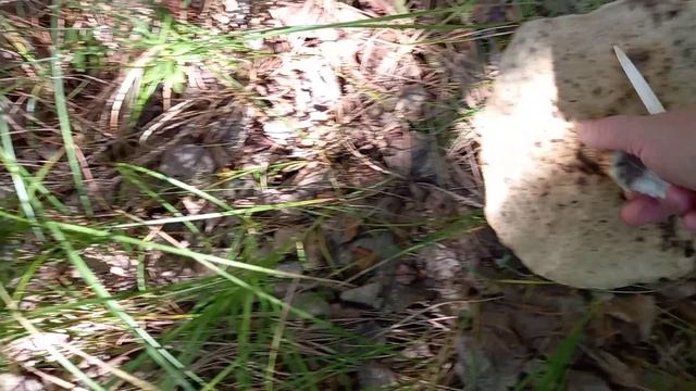 ТИХАЯ ОХОТА