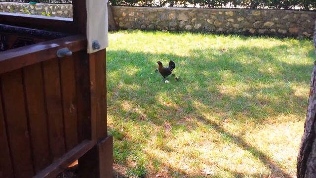 Турецкий завтрак в FESLIKAN YAYLASI - Paşa Kır Bahçesi - АНТАЛИЯ смотреть онлайн