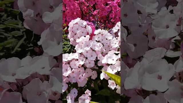 Флокс Молочные Реки моей селекции смотреть онлайн