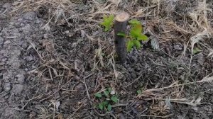 Обрезка саженца на обратный рост.