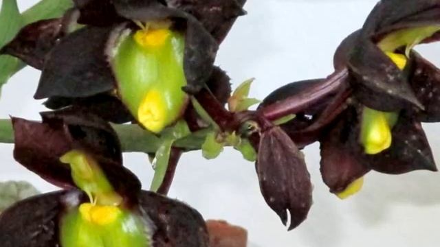 Catasetum Tenebrosum (Катасетум мрачный, Катасетум темный)...