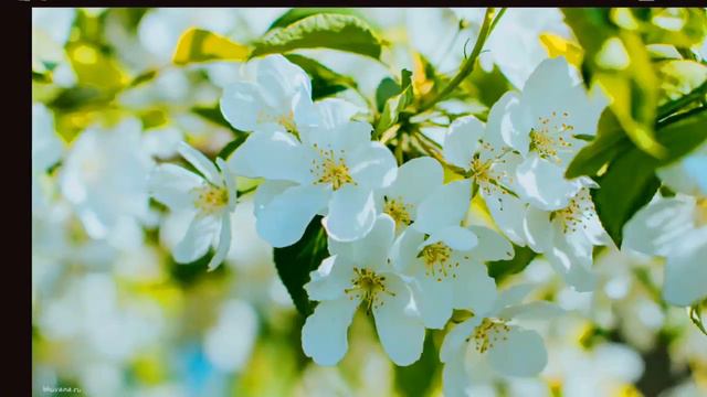 🌹🌷Видео поздравление с тёплой весной🌷🌹