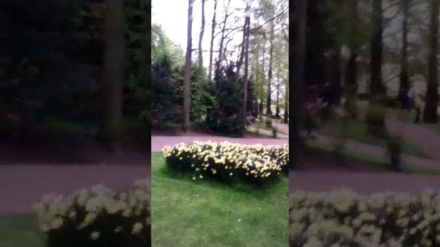 ПАРК ЦВЕТОВ Кёкенхоф Голландия   PARK FLOWERS Keukenhof Holland