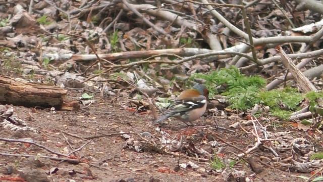 Видеозарисовка Зяблики весной(самец и самка)Finches in spring (male and female) смотреть онлайн