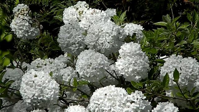 Viburnum Eskimo
