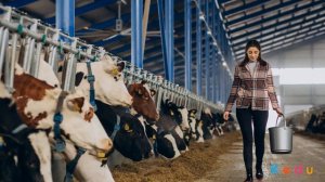 Дояр (доярка): особенности профессии, обучение