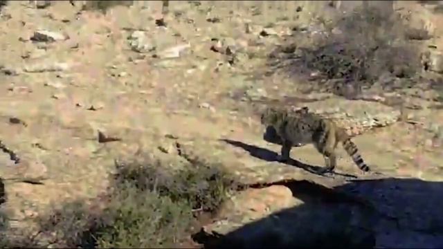 Маңғыстаудың дала мысығы смотреть онлайн