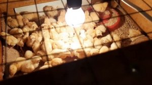 Перепела Техаские бройлерные/Содержание перепелов в брудере/Перепела как бизнес/Поилка для суточных