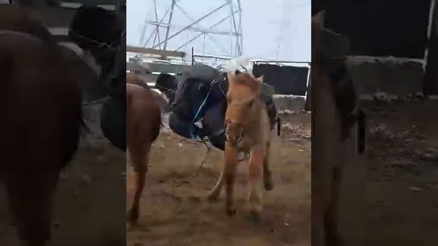 безопасная объездка лошади смотреть онлайн