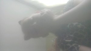 пельмешки из пластилина