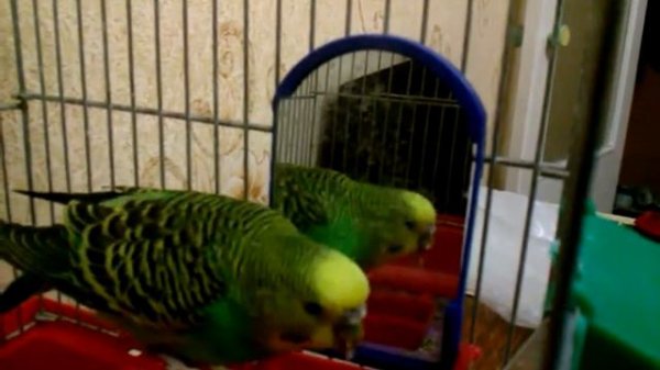 Попугай кушает колбасу