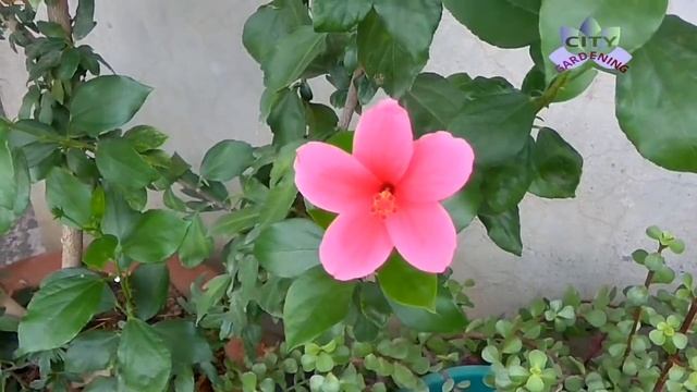 How to care for and fertilize Hibiscus/ China Rose/ Gudhal for an year-round flowering смотреть онлайн
