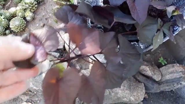 Поделки из цемента для сада,своими руками!! смотреть онлайн