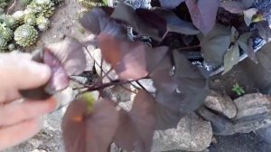 Поделки из цемента для сада,своими руками!!