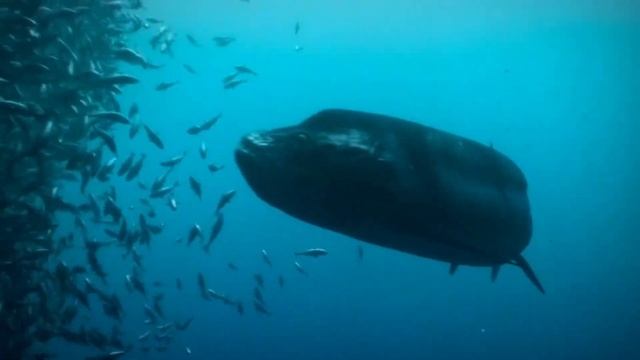 Prehistoric Planet 2 all scenes of Hesperornis смотреть онлайн