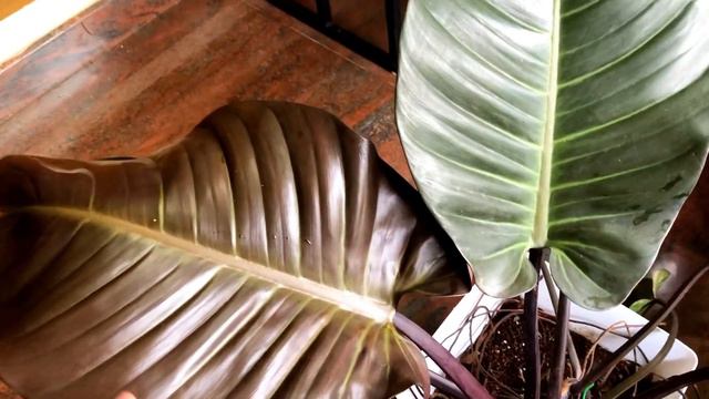 Indoor plants setting ideas/ Indoor plants decoration смотреть онлайн