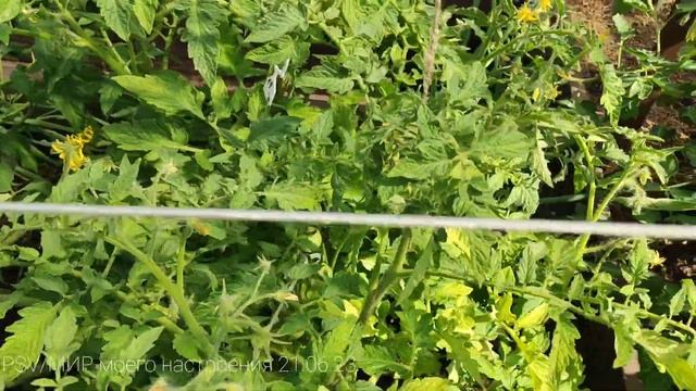 21.06.23 Дача.Обзор теплицы смотреть онлайн