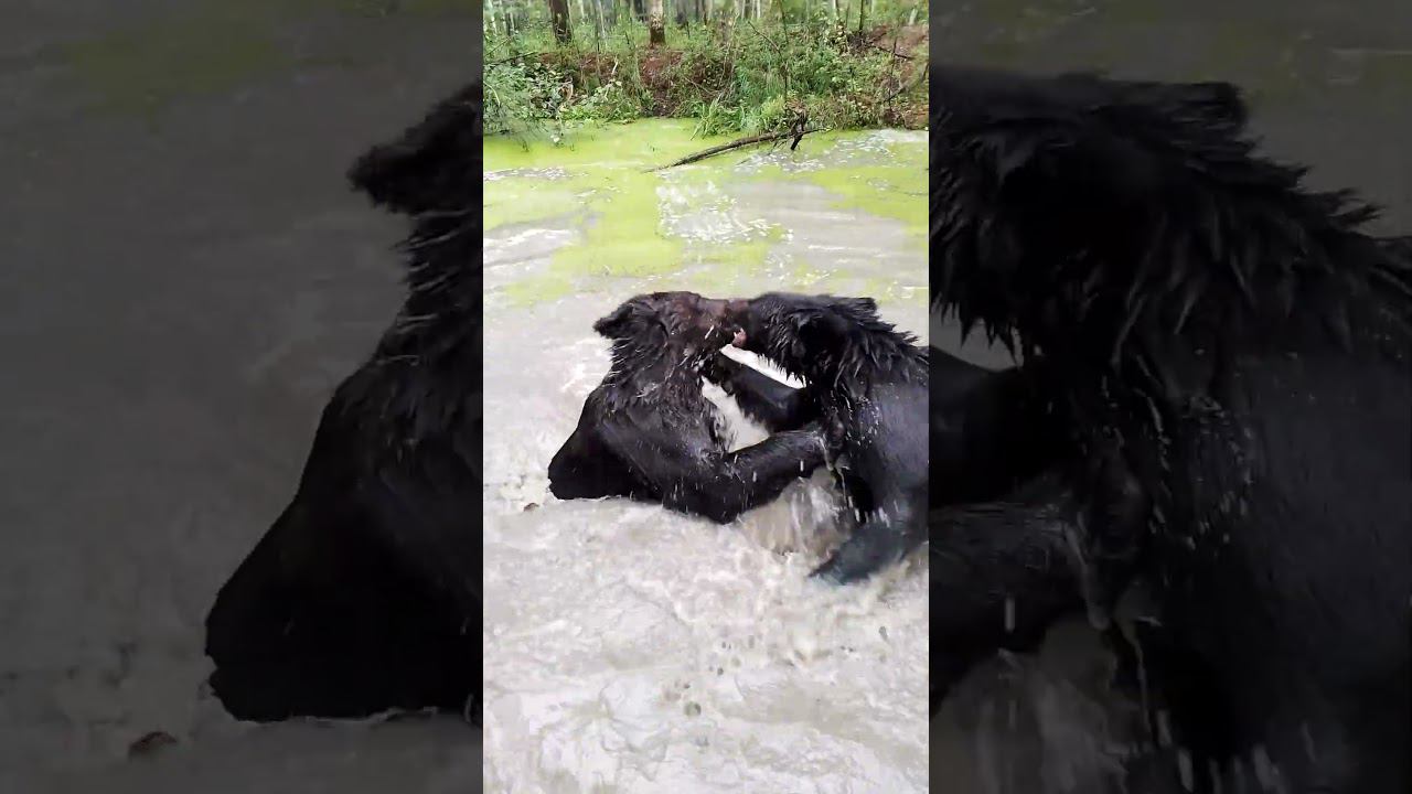 Дуся успокоилась. #медведь #bear смотреть онлайн