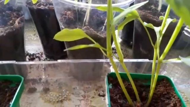 Творожная запеканка. Дела огородные смотреть онлайн