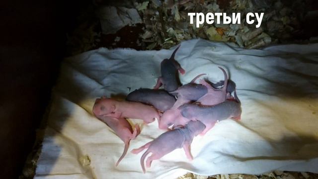 Роды и первая неделя, как растут крысята / Childbirth And The First Week How Baby Rats Grow