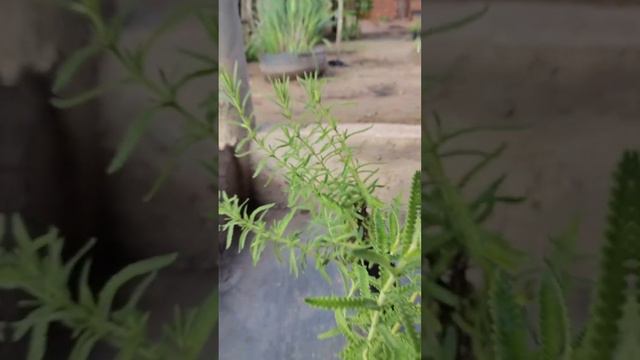 Lavanda (Lavandula dentata) смотреть онлайн