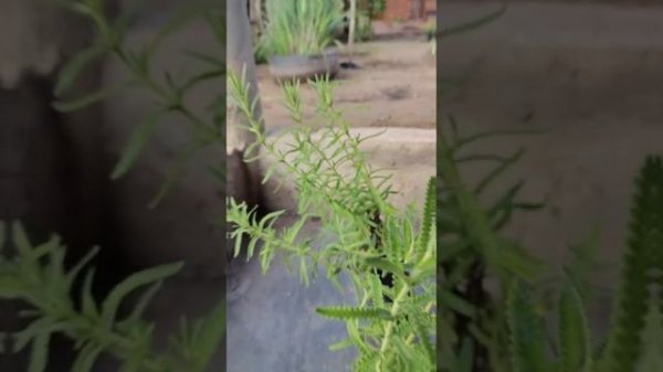 Lavanda (Lavandula dentata)