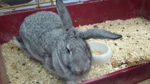 Кролик советская шиншилла