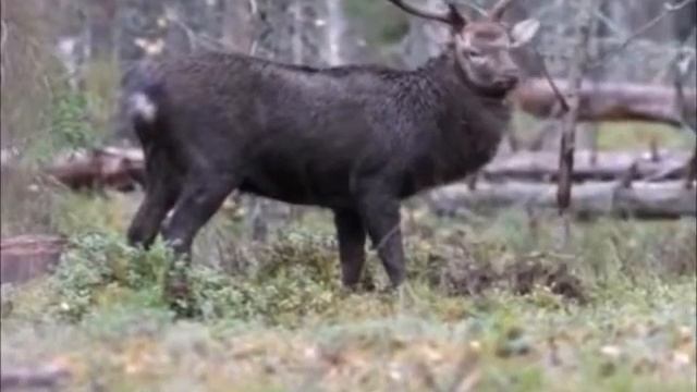 Охотничье хозяйство “Клавдинское“ смотреть онлайн