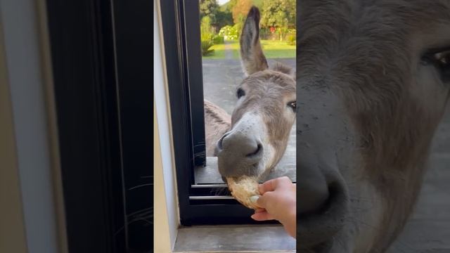 Donkey-Comes-to-Have-Breakfast-at-the-Ki_81.mp4 смотреть онлайн