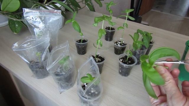 Выращивание и прищипка цинии