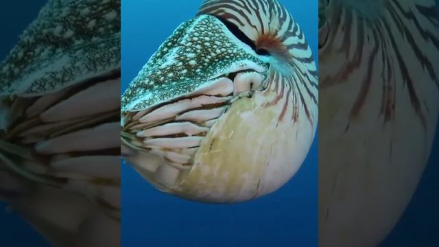 Наутилусы, или кораблики смотреть онлайн