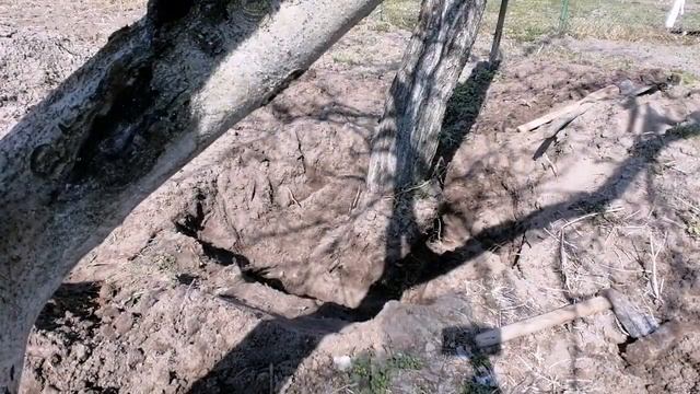 Мотоблок Беларус - 08МТ с приставкой 3-е колесо. Корчуем сливу. смотреть онлайн